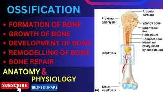 ||Bone Growth and Formation|| Physiology of Bone in Hindi 😍 ||OSSIFICATION IN HINDI 🔥💯||