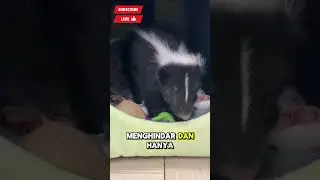 #sigung #skunk #hewanunik #hewanliar #animalfacts #wildlife #shorts #fyp #bauskunk #faktahewan