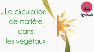 La circulation de matière dans les végétaux / SVT / Cycle 4