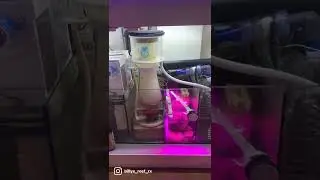 Reef tank sump overview- Waterbox 110.4 #shorts