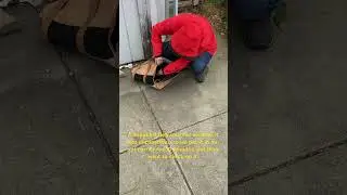 Saving a songbird