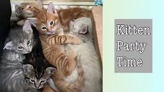 Kitten Party