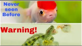 Feeding turtle with dead red cap fish | First time on YouTube