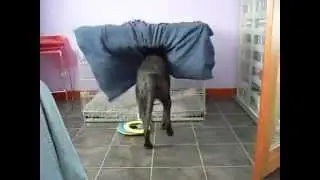 Dog Gets into His Crate With his blanket