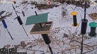 12/30/2025 - Bird Feeder Livestream from Flocking Around HQ
