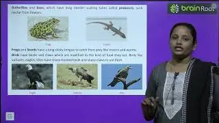 BRAIN ROOT SCIENCE SPARK CLASS 5 CHAPTER 2 ANIMALS IN THEIR SURROUNDINGS