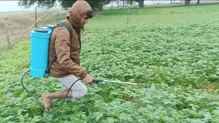 आलू के खेत में पाला का दवा छिड़कते समय #vlog #video 