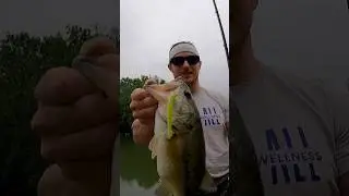 BFS Texas Rig JEDI WORM! #shorts #fishing #bass #bfs #texas #nature