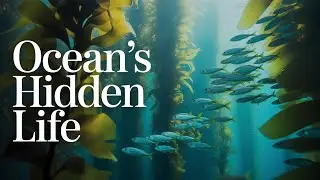 The Cutest School of Fish! 🐟 Deep Blue Friends