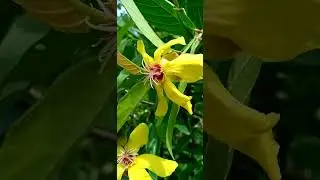 Catmon tree. Deciduous tree Dillenia Indica L planted as Ornamintals.