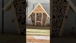 BEAUTIFUL MASON BEES HATCHING 🐝 #bees #spring #gardening #garden #nature #amazing #bee