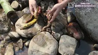 Digging Eel and Steaming in a Bamboo Tube | Wild Survival Cooking