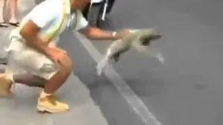 Sloth Can Fly Funny Video