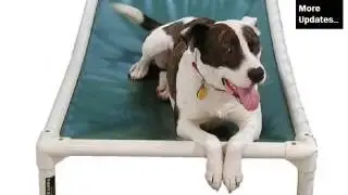 Dog Beds Pictures And Ideas - Dog Products & Accessories