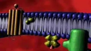 G Protein Receptor