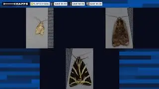 Some moths from last night&rsquo;s survey at #PerivaleWood.