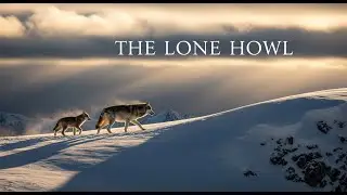 🐺 The Lone Howl &ndash; A Wolf Mother&rsquo;s Journey Through Storm, Survival & Love