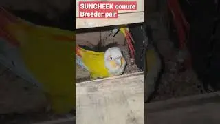 Suncheek Conure Breeder pair / conure breeding tips