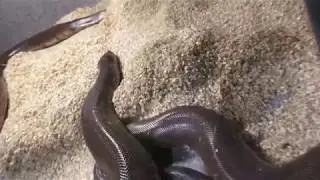 Indian Sand Boa #IndianSandBoa