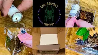 Tarantula Sling Unboxing & Rehousing!