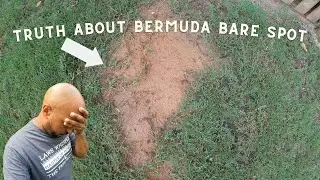 The truth about bare spots on bermuda lawns and why you have it.