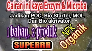Cairan ini luar biasa‼️kaya Ensim, kaya microba dan jamur‼️
