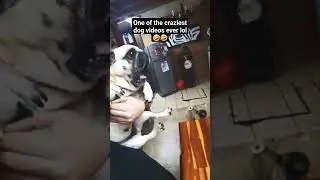 Two dogs having a bit of a verbal altercation... // #pug #screaming #funny #dogvideo