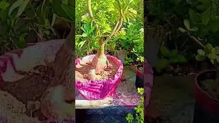 #before and after #adenium #best out of waste #DIY broken pot
