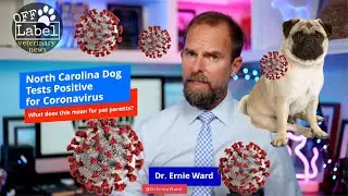 North Carolina Dog Tests Positive for Coronavirus: What does this mean for pet parents?