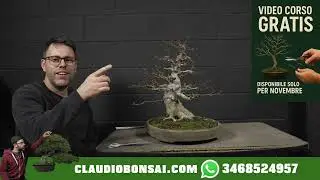 IMPOSTAZIONE PRIMARIA SU ACERO TRIDENTE BONSAI