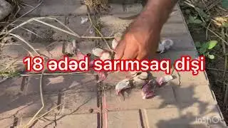 Sarımsağın becərilməsi.Bankaya sığmayan  sarımsaqlar) Sultanhəmid Hacıyevin çəkdiklərindən.