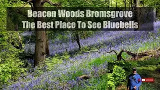 Beacon Woods Bromsgrove  The Best Place To See Bluebells