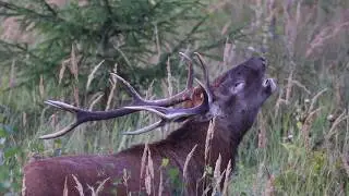 Wildlife in Latvia 2018