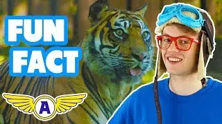 Cats for kids | Captain Ace Zoomy - LEARN CATS SPECIES | Nursery Rhymes & Learn Colors for Children
