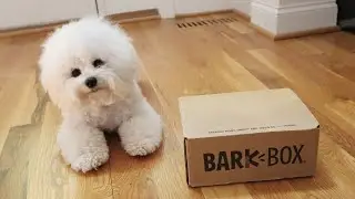 My Puppy Reacts to a BarkBox