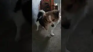 Sounds that attract dogs