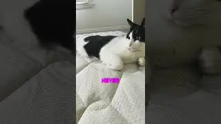 cute cat #viral #shorts #cat #catlover