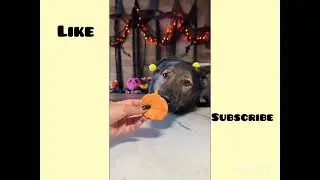 DOGS EATING FOOD ASMR 