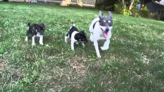 Ratitatt Brad Rat Terrier Puppy in Backyard 7 Weeks