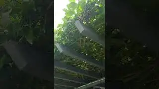 Passion Fruit as natural shade.