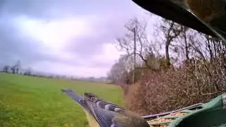 Two hungry Blue Tits 💙