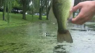Northern Illinois topwater bass
