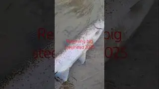 lake ontario steelhead fishing 2025
