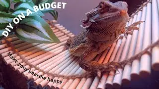 DIY Beardie Bridge Tutorial 🦎 ANYONE CAN DO IT 🐢 BUILDING ON A BUDGET