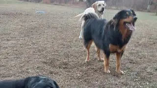Playing tug of war with our furry friends 