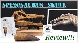 2021 Fossil Crates Spinosaurus Skull & Tooth Replicas Review!!! So Beautiful!!!