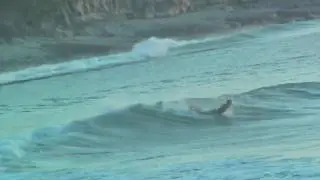 Tea Tree SUP 2