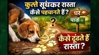 कुत्ते सूंघकर रास्ता कैसे पहचान लेते हैं? Dog Smell Power Story 