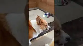 Brother sister fight 😅 #fight #corgi #puppy #cute #funny #corgilife #pets #doglover #corgicrew