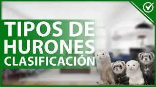 🦡 &iquest;Cu&aacute;les son todos los tipos de HURONES y su clasificaci&oacute;n? - Detalles y cuidados 🦡